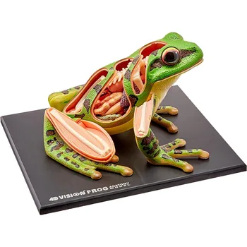 Model anatomije žabe 4D Vision Slika