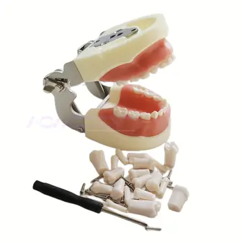 Dječje model zuba od smole, model zuba, praksa, obrazovni desni, model čeljusti, demo-alat zubara, 24 kom. prijenosnih zubi Slika