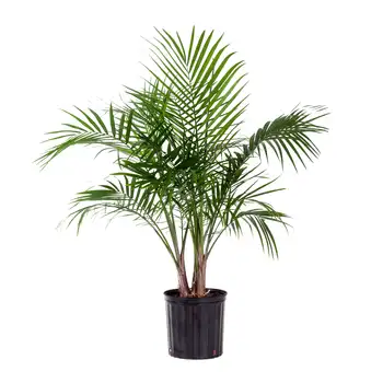 Houseplant United Nursery Live Veličanstvo Palm visine 24-34 inča sa zelenim lišćem u 9,25-inčnom lonac za uzgoj Slika